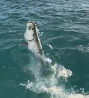 Tarpon fishing Pine Island FL action!